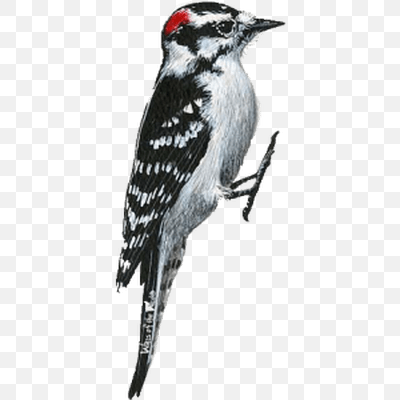 Woodpecker Right