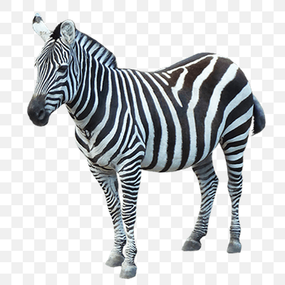 Free Zebra Sideview PNG Download